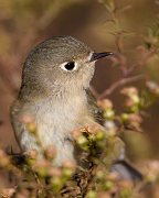 IMG_6764-c1-full-web * ASCII * ASCII