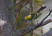 IMG_7632-web * Chestnut-sided Warbler * Chestnut-sided Warbler