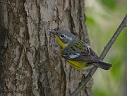 IMG_7670-web * Magnolia Warbler (female) * Magnolia Warbler (female)