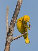 IMG_7894-web * Yellow Warbler * Yellow Warbler