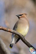 waxwings