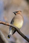 IMG_3061-web * Cedar Waxwing; Morton Arboretum. * Cedar Waxwing; Morton Arboretum.