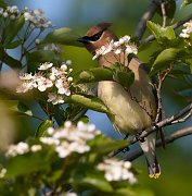 IMG_5481-c1-web * Cedar Waxwing; Montrose Point Sanctuary. * Cedar Waxwing; Montrose Point Sanctuary.
