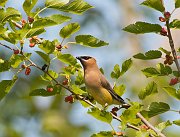 IMG_7621-c1-web * Cedar Waxwing; Plum Creek. * Cedar Waxwing; Plum Creek.