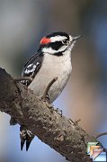 Downy_Woodpecker