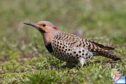 Northern_Flicker