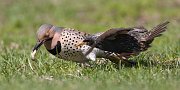 IMG_6658-c1-alt-web * Northern Flicker and European Starling * Northern Flicker and European Starling