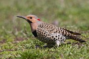 IMG_6719-c1-web * Northern Flicker * Northern Flicker