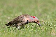 IMG_8757-web * Northern Flicker * Northern Flicker