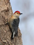 IMG_2087-c1-web * Red-bellied Woodpecker; Morton Arboretum, Lisle, IL. * Red-bellied Woodpecker; Morton Arboretum, Lisle, IL.