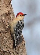 IMG_2100-c1-2 * Red-bellied Woodpecker; Morton Arboretum, Lisle, IL. * Red-bellied Woodpecker; Morton Arboretum, Lisle, IL.