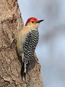 IMG_2100-c1-alt-web * Red-bellied Woodpecker; Morton Arboretum, Lisle, IL. * Red-bellied Woodpecker; Morton Arboretum, Lisle, IL.