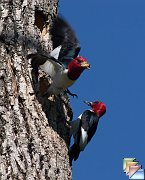 Red-headed_Woodpecker