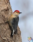woodpeckers
