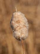 IMG_7282-c1-web * Cattail; Rollins Savanna, Grayslake, IL. * Cattail; Rollins Savanna, Grayslake, IL. * 600 x 800 * (142KB)