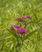 IMG_7439-c1-web * Plum Creek Preserve, Monee, IL * Plum Creek Preserve, Monee, IL * 640 x 800 * (251KB)