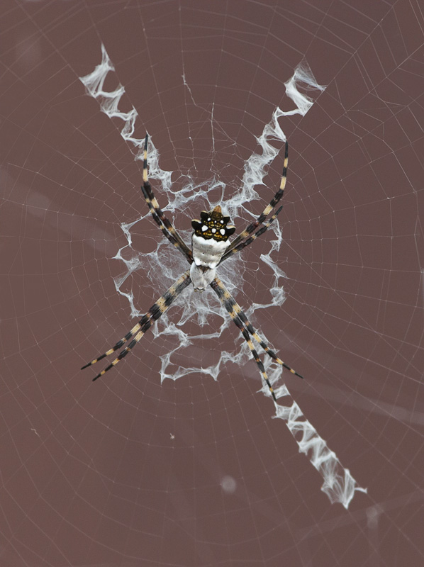 You have reached the last slide