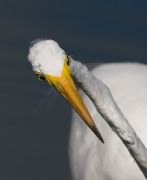 IMG_0083-web * Great Egret; Wakodahatchee Wetlands. * 655 x 800 * (138KB)