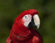 IMG_0146-c1-web * One of the photographers I encountered on my visits to Wakodahatchee Wetlands had a beautiful and rather endearing pet Macaw. * 1008 x 800 * (211KB)