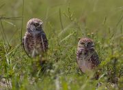 IMG_0301-c1-web * Burrowing Owls; Florida Atlantic University. * 1050 x 768 * (339KB)