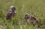 IMG_0318-c1-web * Burrowing Owls; Florida Atlantic University. * 1050 x 669 * (327KB)
