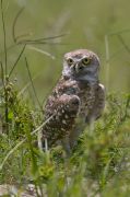 IMG_0338-web * Burrowing Owls; Florida Atlantic University. * 533 x 800 * (210KB)