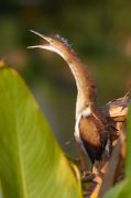IMG_0458-c1-web * Juvenile Least Bittern; Wakodahatchee Wetlands. * 533 x 800 * (137KB)