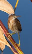 IMG_0500-c1-web * Juvenile Least Bittern; Wakodahatchee Wetlands. * 481 x 800 * (163KB)