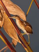 IMG_0527-c1-web * Juvenile Least Bittern; Wakodahatchee Wetlands. * 600 x 800 * (212KB)