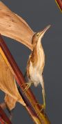 IMG_0531-c1-alt-web * Juvenile Least Bittern; Wakodahatchee Wetlands. * 400 x 800 * (138KB)