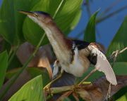 IMG_0549-sp-web * The parent of the juvenile bittern of the previous image.  A Purple Gallinule was rummaging around in the same stand of rushes; when it got too close to the young bittern, the parent made a fascinating threat display. * 1000 x 800 * (232KB)