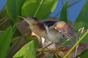 IMG_0552-sp-web * Least Bittern threat display; Wakodahatchee Wetlands. * 1050 x 700 * (251KB)