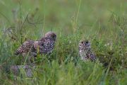 IMG_0694-c1-web * Burrowing Owls; Florida Atlantic University. * 1050 x 700 * (303KB)