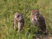 IMG_0852-c1-web * Burrowing Owls; Florida Atlantic University. * 1050 x 798 * (454KB)