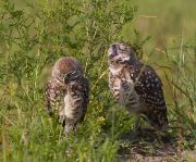 IMG_0857-c1-web * Burrowing Owls; Florida Atlantic University. * 966 x 800 * (421KB)
