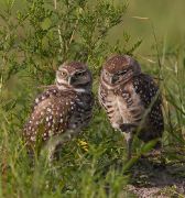 IMG_0934-c1-web * Burrowing Owls; Florida Atlantic University. * 748 x 800 * (330KB)