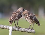 IMG_0946-c1-web * Burrowing Owls; Florida Atlantic University. * 1028 x 800 * (246KB)