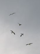 IMG_1056-web * Swallow-tailed Kites; near Fisheating Creek WMA. * 600 x 800 * (92KB)