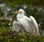 IMG_8595-c1-web * Joann and I make a visit to Florida, primarily to visit family.  But as always, there was time for birding.  Our first stop was Gatorland, a counterpart to the better know St Augustine alligator farm. It's incredibly hokey, with alligator wrestling, etc. But there is a marsh area where the gators are penned, that is also a rookery for waders -- egrets and herons, mostly. * 820 x 800 * (246KB)