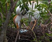 IMG_8641-c1-web * While we were visiting, the primary breeding activity was among the cattle egrets * 974 x 800 * (400KB)