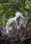 IMG_8671-c1-web * Cattle Egret chicks, Gatorland * 581 x 800 * (250KB)