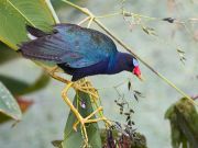 IMG_8861-c1-alt-web * Purple Gallinule; Wakodahatchee Wetlands. * 1050 x 793 * (322KB)