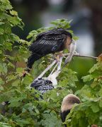 IMG_8908-c1-web * Anhinga feeding young; Wakodahatchee Wetlands. * 640 x 800 * (280KB)