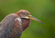 IMG_8950-c1-web * Tricolored Heron juvenile; Wakodahatchee Wetlands. * 1050 x 733 * (220KB)