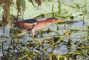 IMG_8976-c1-web * Least Bittern; Wakodahatchee Wetlands.  Normally secretive, this species breeds at Wakodahatchee and can occasionally be spotted out in the open. * 1050 x 712 * (405KB)