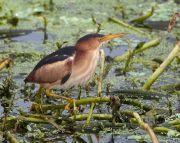 IMG_8981-c1-alt-web * Least Bittern; Wakodahatchee Wetlands. * 1002 x 800 * (417KB)