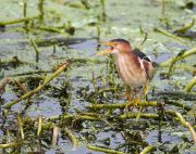 IMG_8984-c1-web * The mockingbirds were raising families in the same bulrushes
that the bitterns favored. This fellow got rather annoyed
when the juvenile mockers crowded his space. * 1014 x 800 * (440KB)