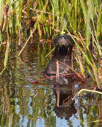 IMG_9031-c1-alt-web * Otter; Indian River Wetlands Treatment Facility. * 640 x 800 * (355KB)