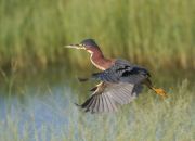 IMG_9059-c1-web * Green Heron; Indian River Wetlands Treatment Facility. * 1050 x 763 * (217KB)