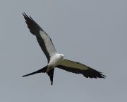 IMG_9135-c1-web * Swallow-tailed Kite; Sebastian River Buffer Zone. * 999 x 800 * (136KB)